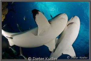 Love is... (Yap Island, Micronesia) by Dieter Kudler 